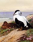 Archibald Thorburn Canvas Paintings - Common Eider Ducks